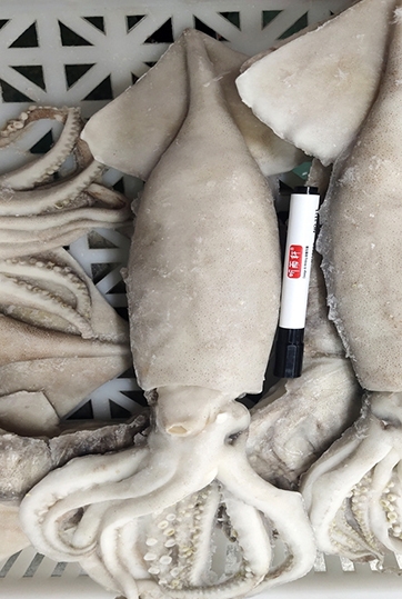 单冻整只带脏鱿鱼